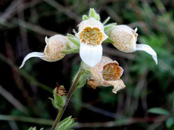 dedalera lanudo