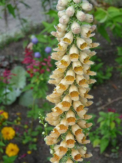 inflorescencias piramidales densas