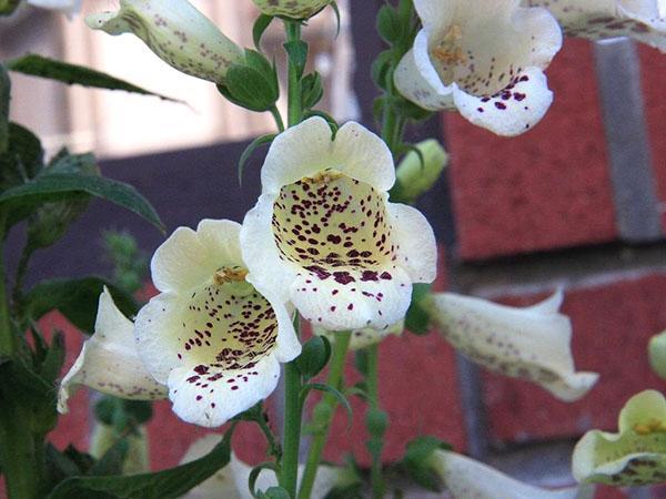 dedalera de flores grandes