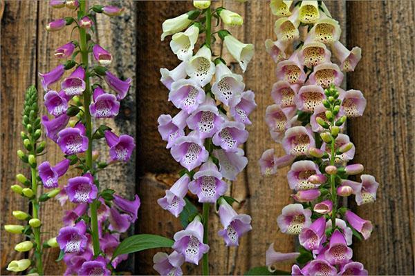 variétés préférées pour le jardin