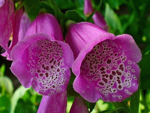 longue floraison