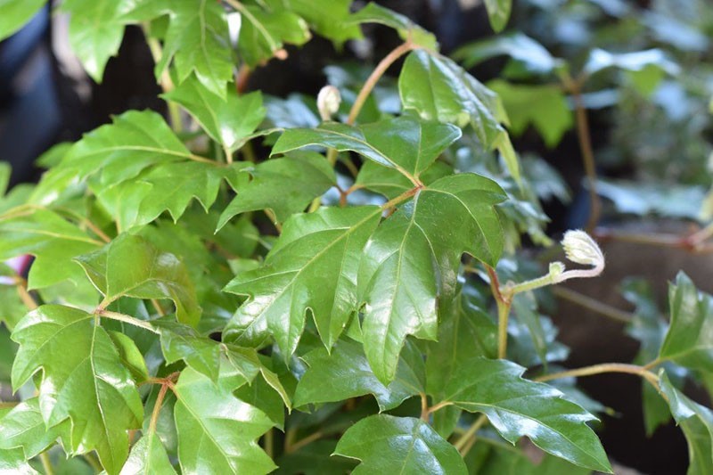 buisson luxuriant de raisins d'intérieur