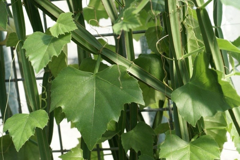 cissus quadrangulaire