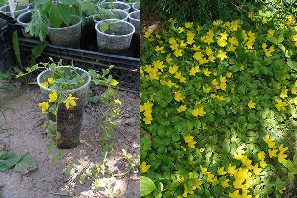 plántula de salicaria y planta adulta