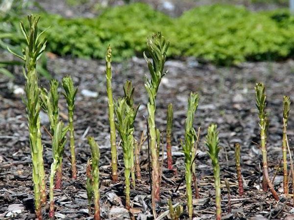 brotes de salicaria en el jardín