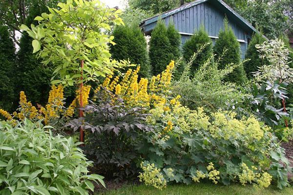 parterres de fleurs hauts