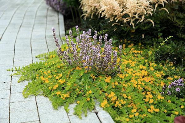 salicaria en el camino del jardín