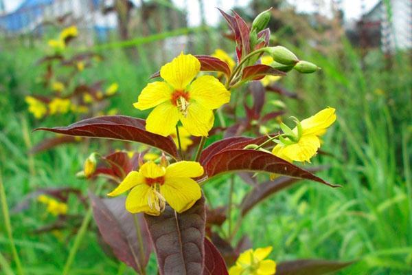 plante vivace salicaire