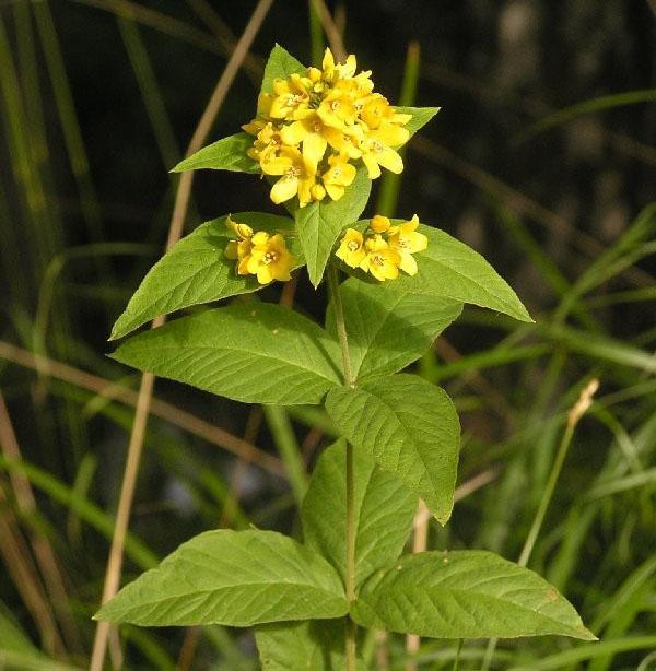 salicaria