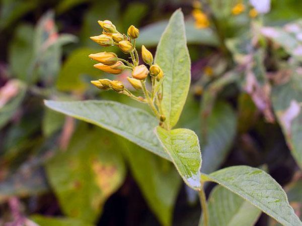 Inflorescencia en panícula de salicaria