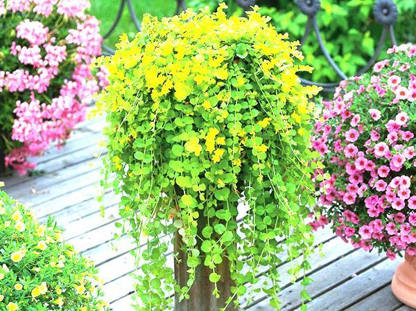 la salicaire dans un pot de fleurs