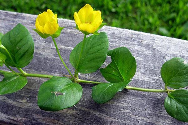 Hojas y flores de salicaria