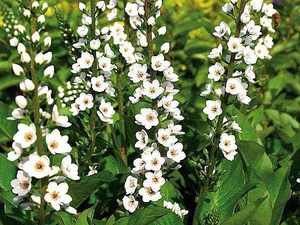 salicaria lirio de los valles