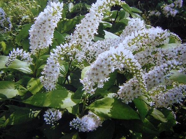 salicaria cellroides