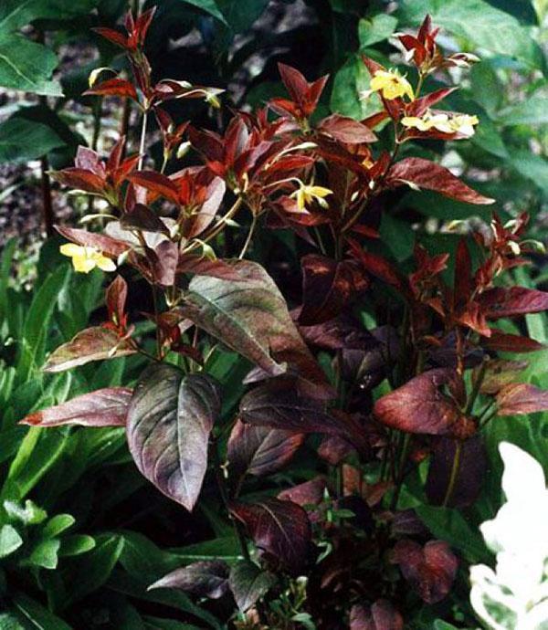 salicaria púrpura