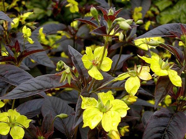 floraciones de salicaria ciliadas