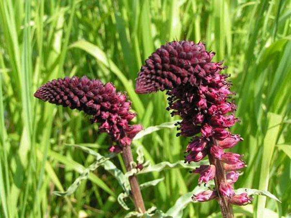 salicaria beaujolais