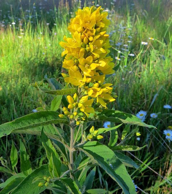 brote de salicaria en posición vertical