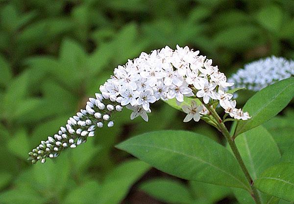 fleurs de salicaire blanche