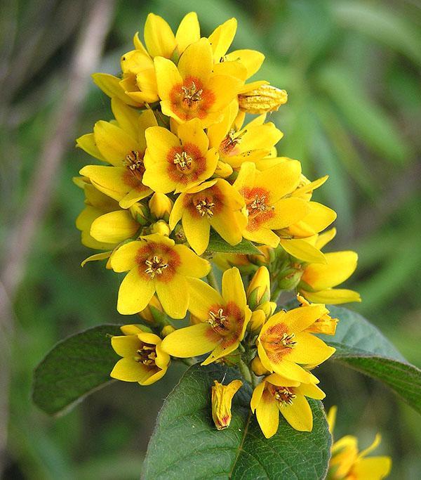 fleurs de salicaire jaune vif