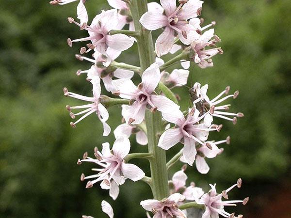 flores de salicaria rosa suave