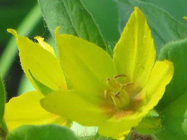 fleurs de citron salicaire