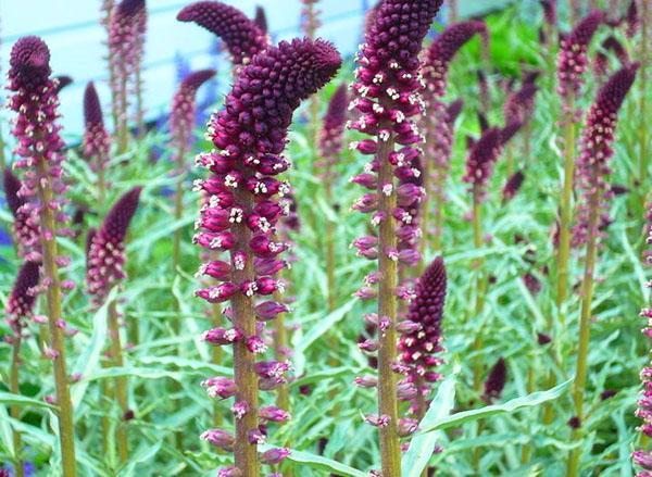 inflorescencias en forma de oreja