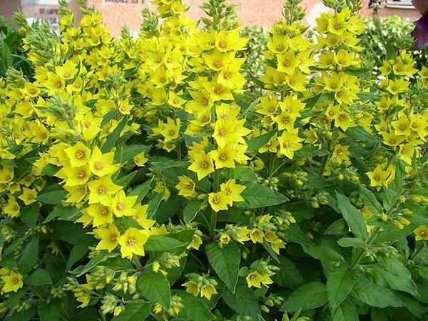 salicaria en el jardín