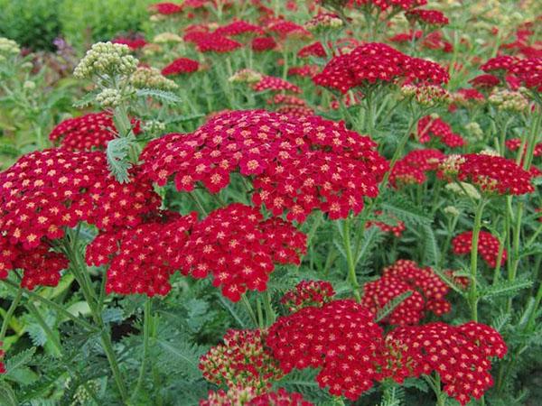 grado terciopelo rojo