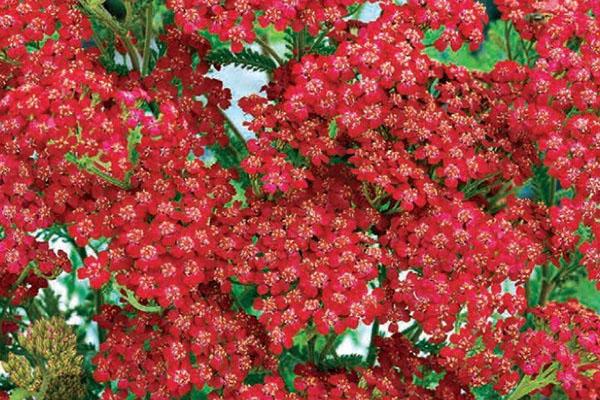 variedad reina de macizos de flores