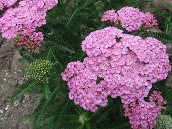 hermosas inflorescencias de milenrama