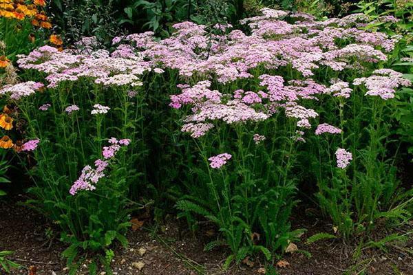 milenrama en el jardín