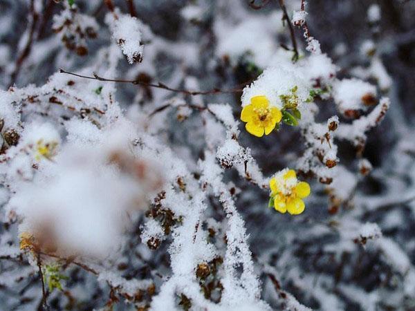 La potentille fleurit sous la neige
