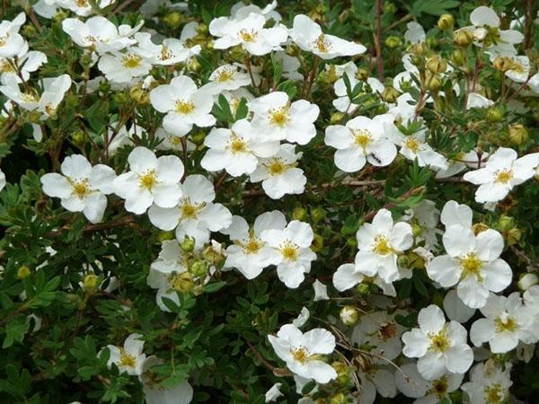 Variedad Potentilla Abbotswood