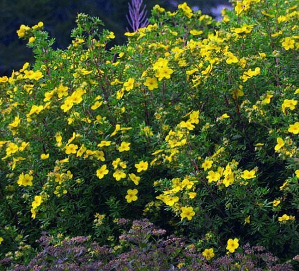 Potentilla Goldfinger