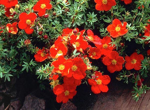 Cultivar Potentilla Red Ice