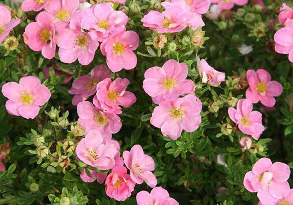 Variedad Potentilla Pink Queen