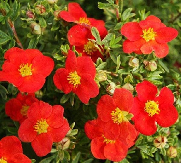 Potentilla Merion Red Robin