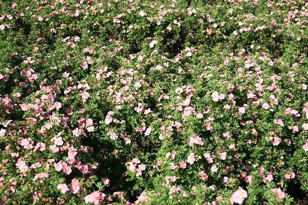 Potentilla Lovely Pink