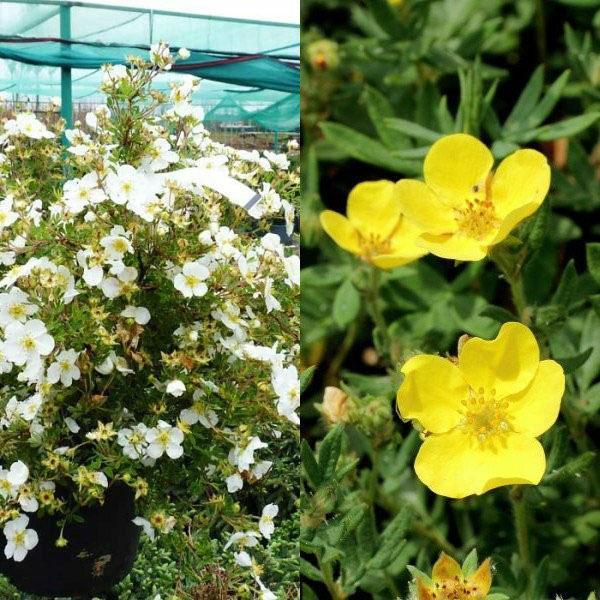 cultivamos arbustos de cinquefoil en el campo