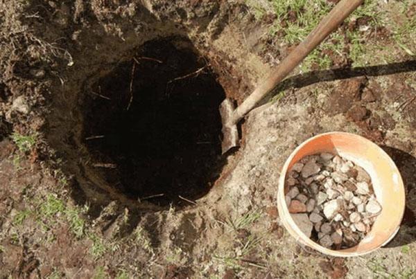 nous vidons la fosse de plantation