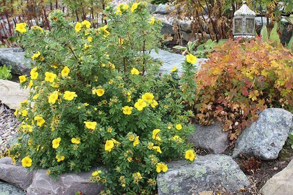 Potentilla en un tobogán alpino