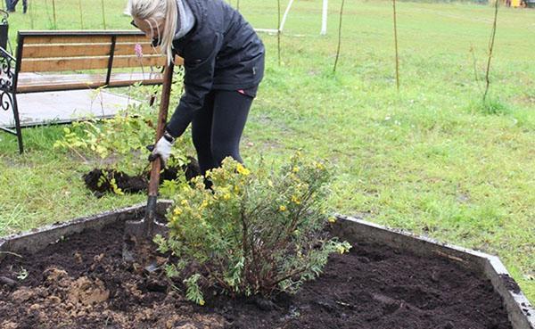 plantation d'arbustes