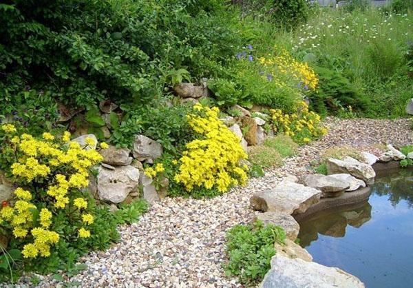 Potentilla junto al estanque