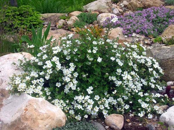 cinquefoil en paisaje