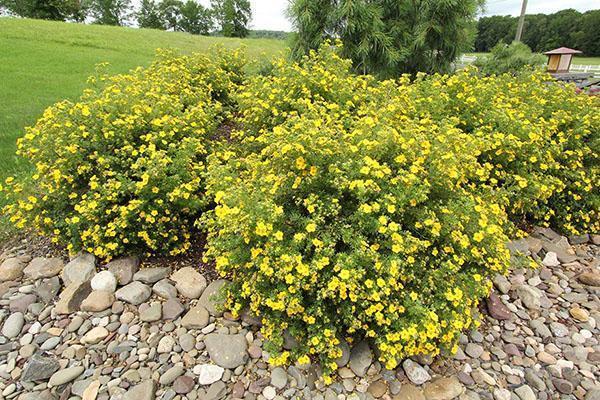 plantación grupal de Potentilla