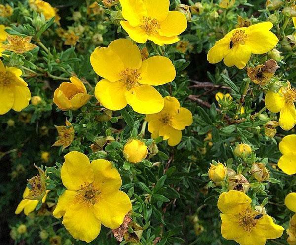 longue période de floraison