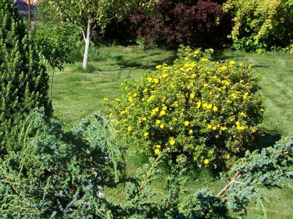 potentille arbustive dans son milieu naturel