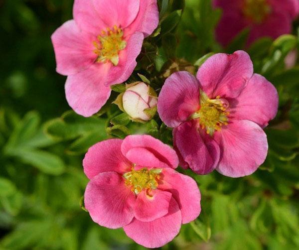 potentille fleurs roses