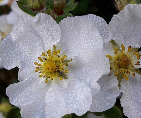 rocío sobre las flores de Potentilla